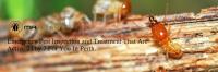 MAX Termite Treatment Perth image 10